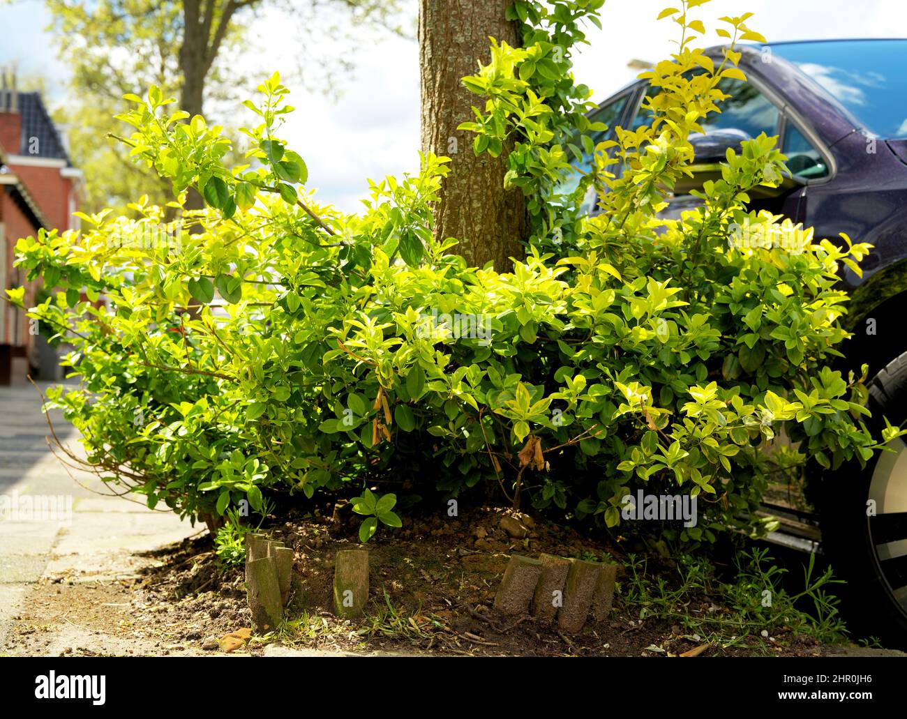 Piccolo giardino di tronco di albero intorno ai piedi di un albero nella caduta nei Paesi Bassi sul marciapiede Foto Stock