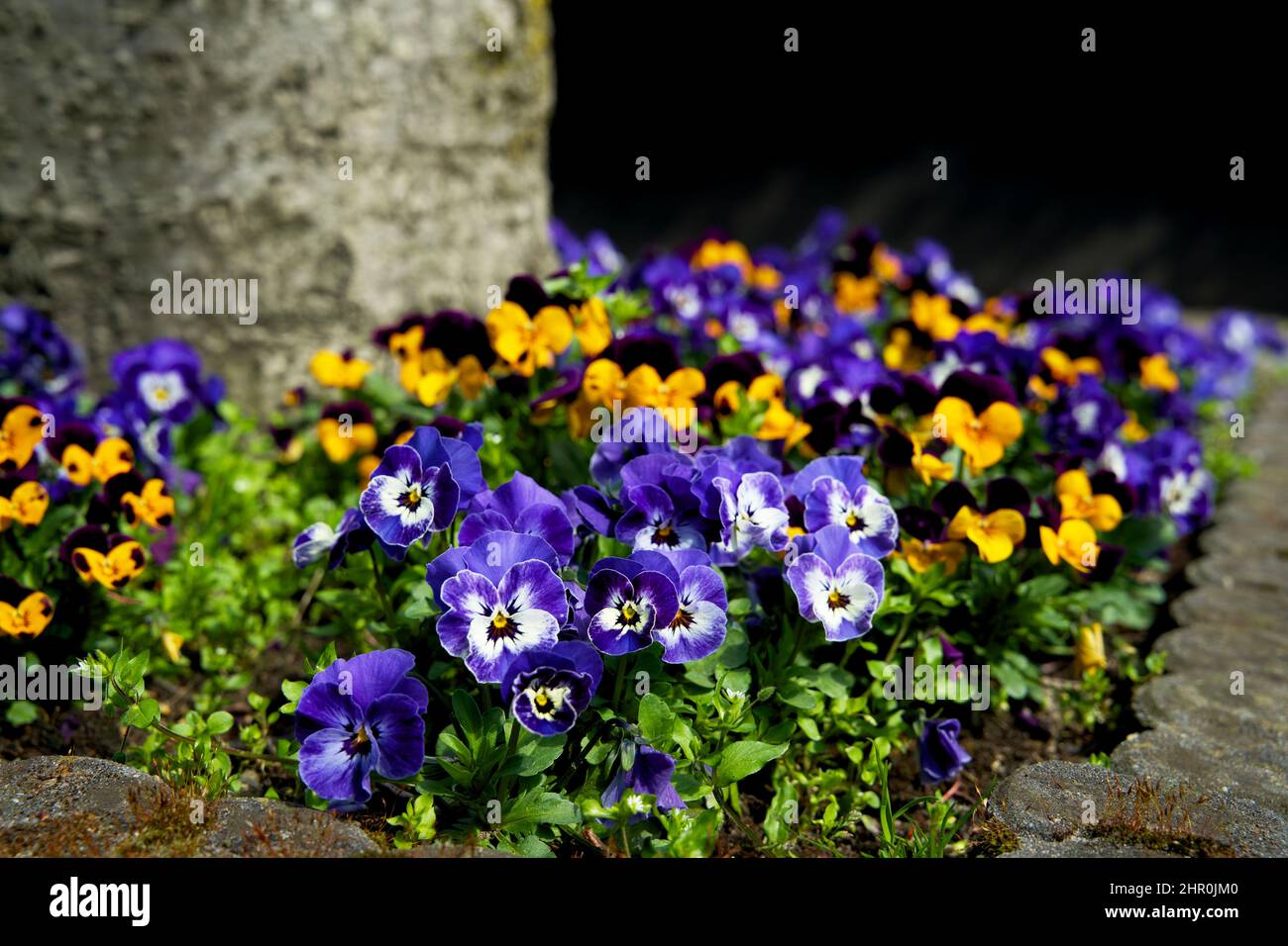Piccolo giardino di tronco di albero intorno ai piedi di un albero nella caduta nei Paesi Bassi sul marciapiede Foto Stock