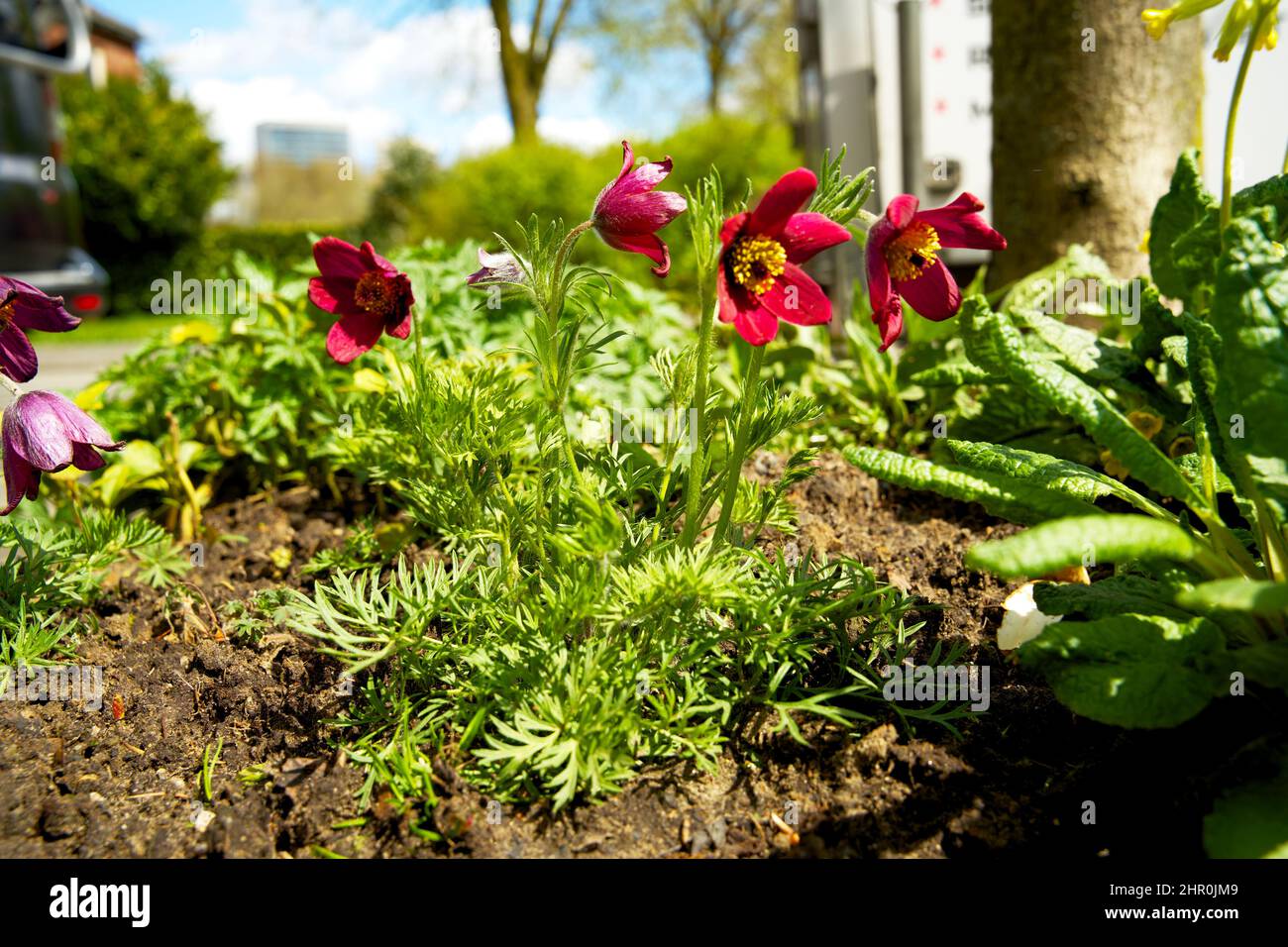 Piccolo giardino di tronco di albero intorno ai piedi di un albero nella caduta nei Paesi Bassi sul marciapiede Foto Stock
