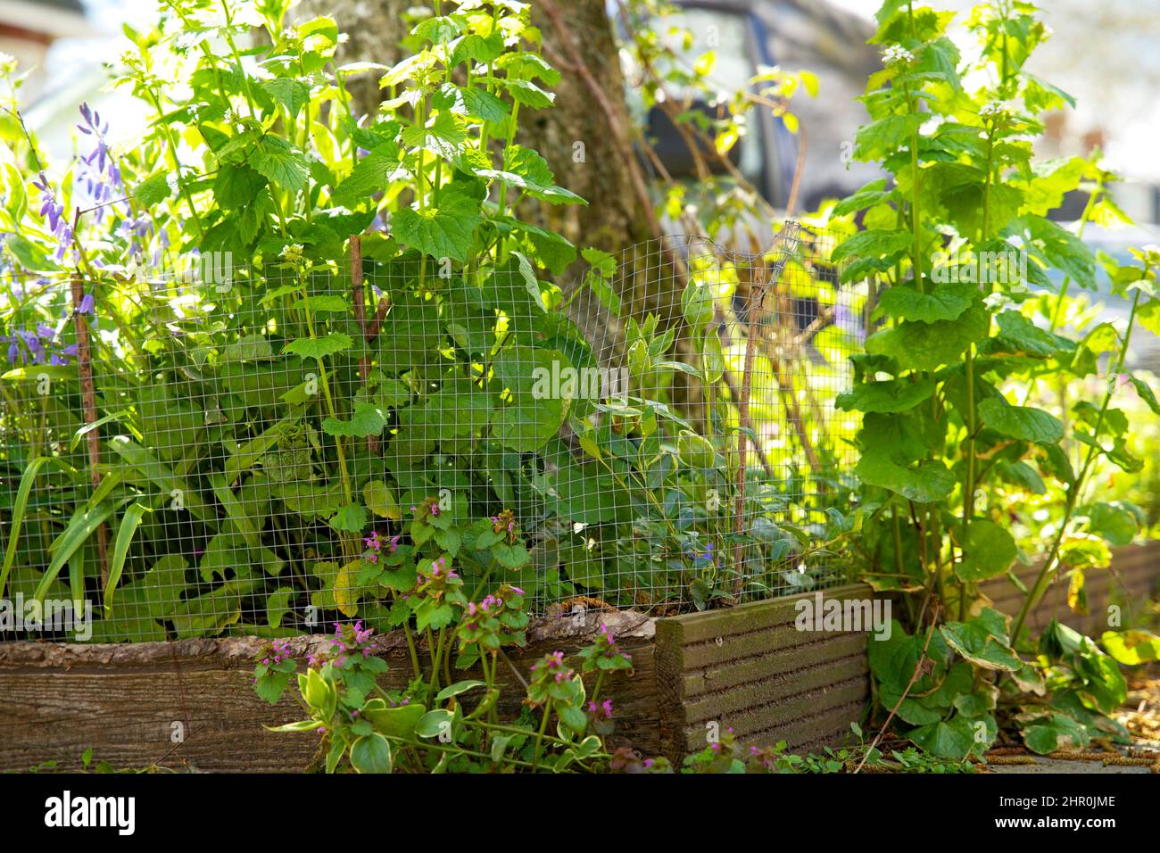Piccolo giardino di tronco di albero intorno ai piedi di un albero nella caduta nei Paesi Bassi sul marciapiede Foto Stock
