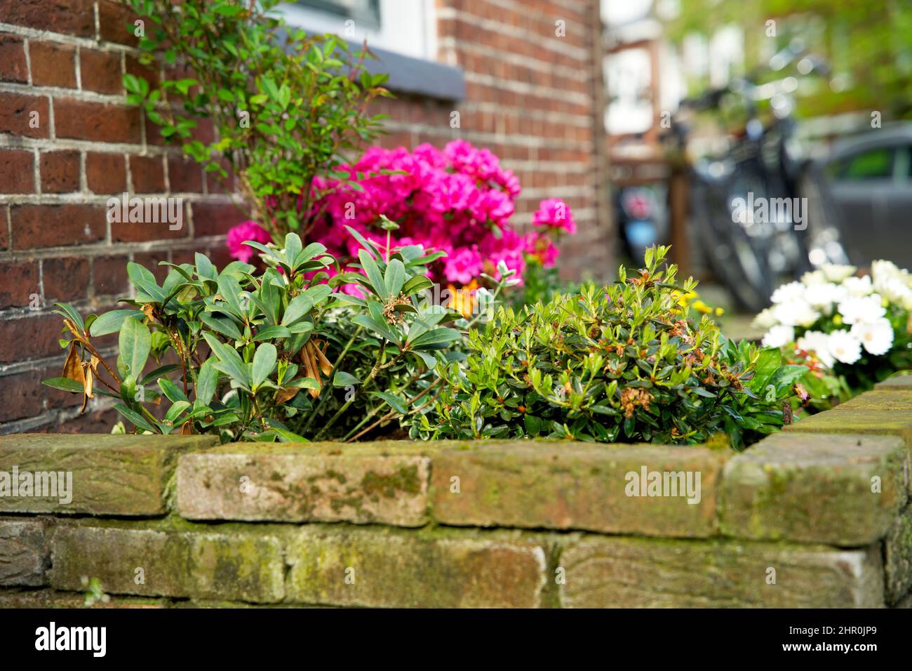 Piccolo giardino di tronco di albero intorno ai piedi di un albero nella caduta nei Paesi Bassi sul marciapiede Foto Stock
