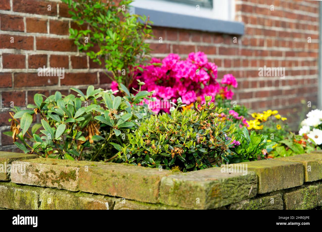 Piccolo giardino di tronco di albero intorno ai piedi di un albero nella caduta nei Paesi Bassi sul marciapiede Foto Stock