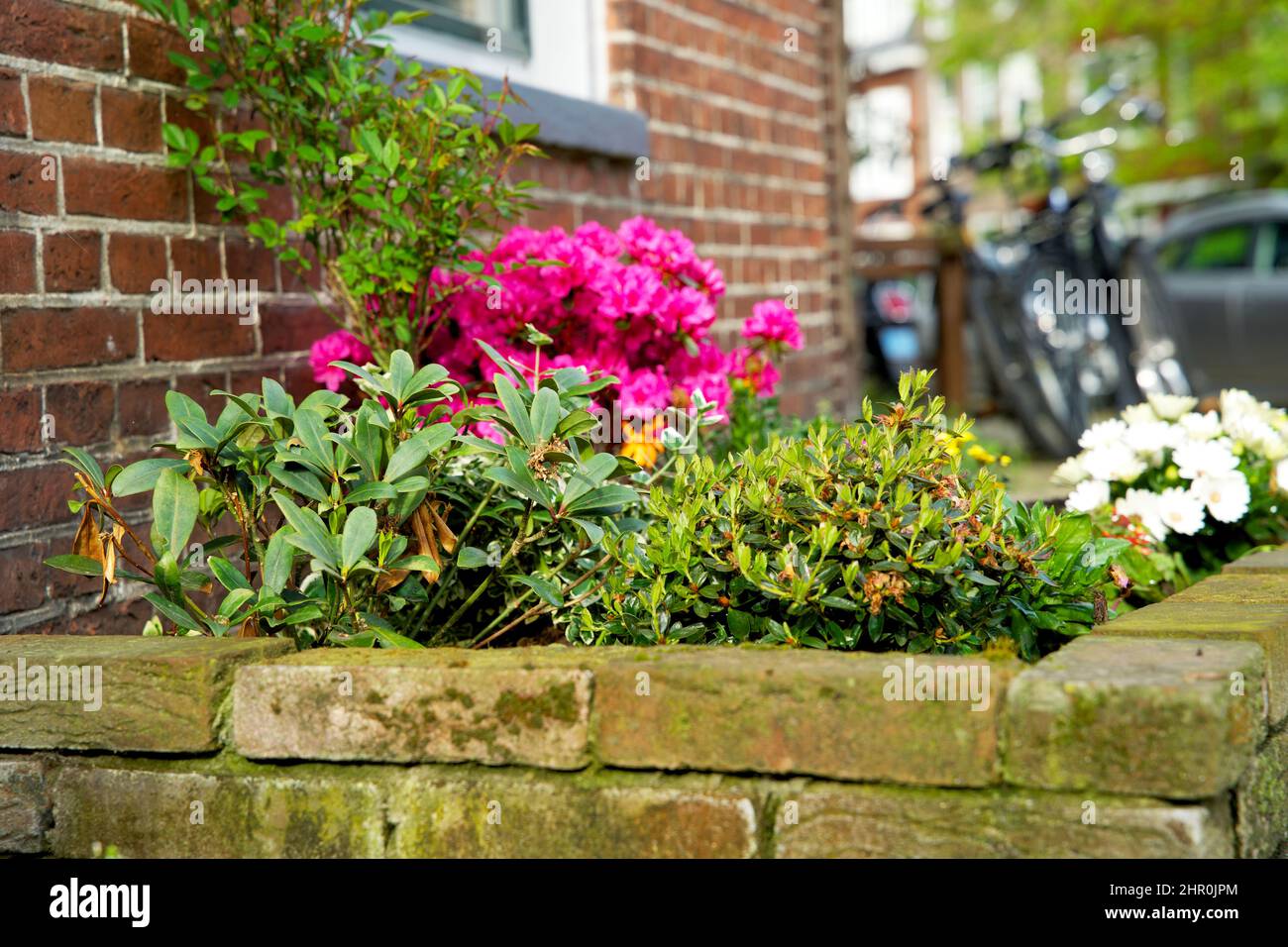 Piccolo giardino di tronco di albero intorno ai piedi di un albero nella caduta nei Paesi Bassi sul marciapiede Foto Stock
