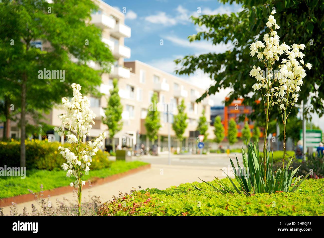 Piccolo giardino di tronco di albero intorno ai piedi di un albero nella caduta nei Paesi Bassi sul marciapiede Foto Stock