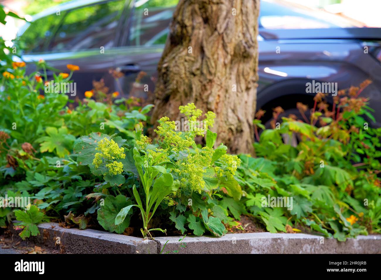 Piccolo giardino di tronco di albero intorno ai piedi di un albero nella caduta nei Paesi Bassi sul marciapiede Foto Stock