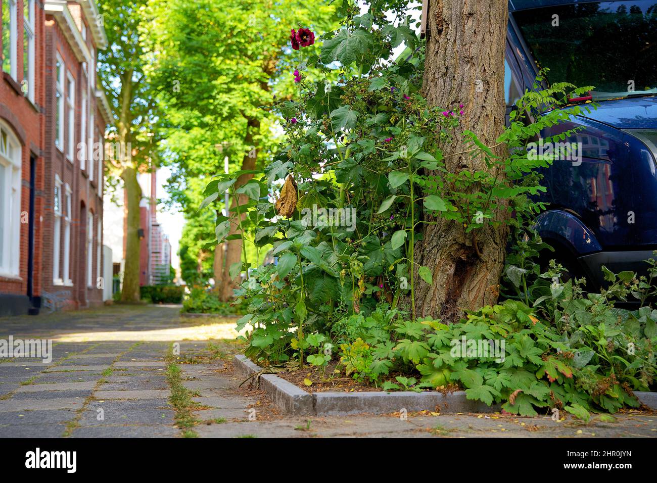 Piccolo giardino di tronco di albero intorno ai piedi di un albero nella caduta nei Paesi Bassi sul marciapiede Foto Stock