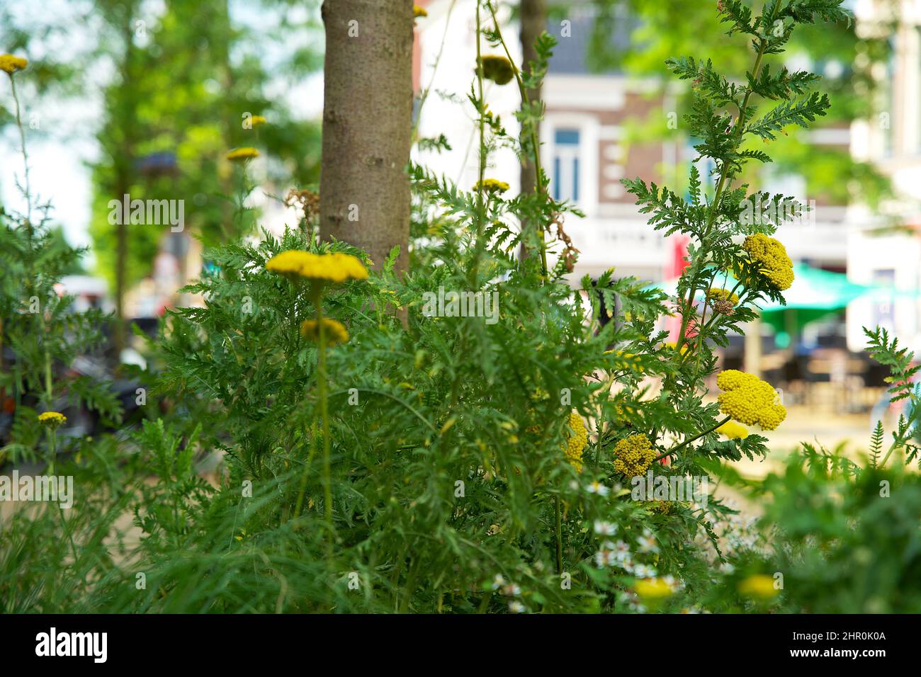 Piccolo giardino di tronco di albero intorno ai piedi di un albero nella caduta nei Paesi Bassi sul marciapiede Foto Stock