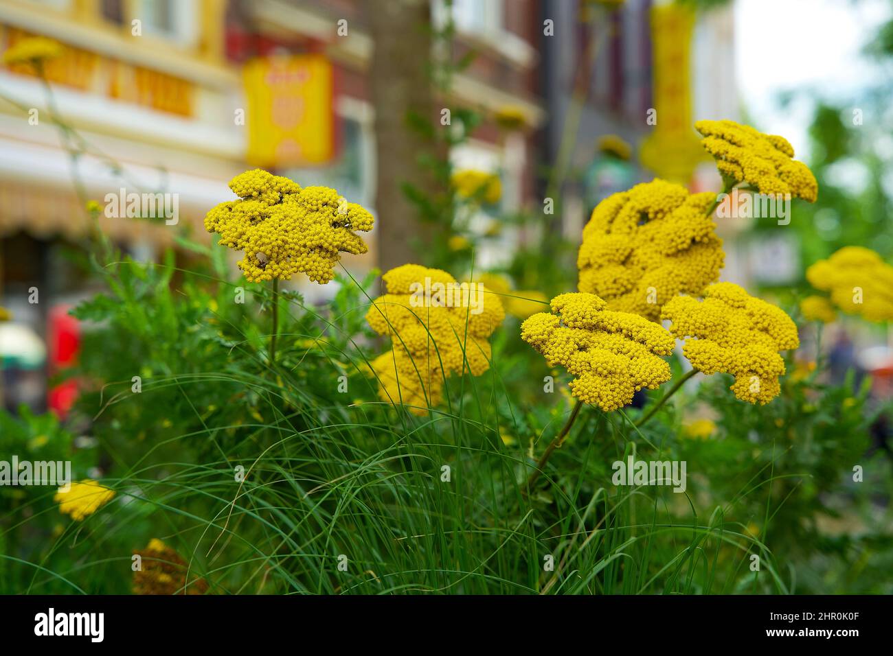 Piccolo giardino di tronco di albero intorno ai piedi di un albero nella caduta nei Paesi Bassi sul marciapiede Foto Stock