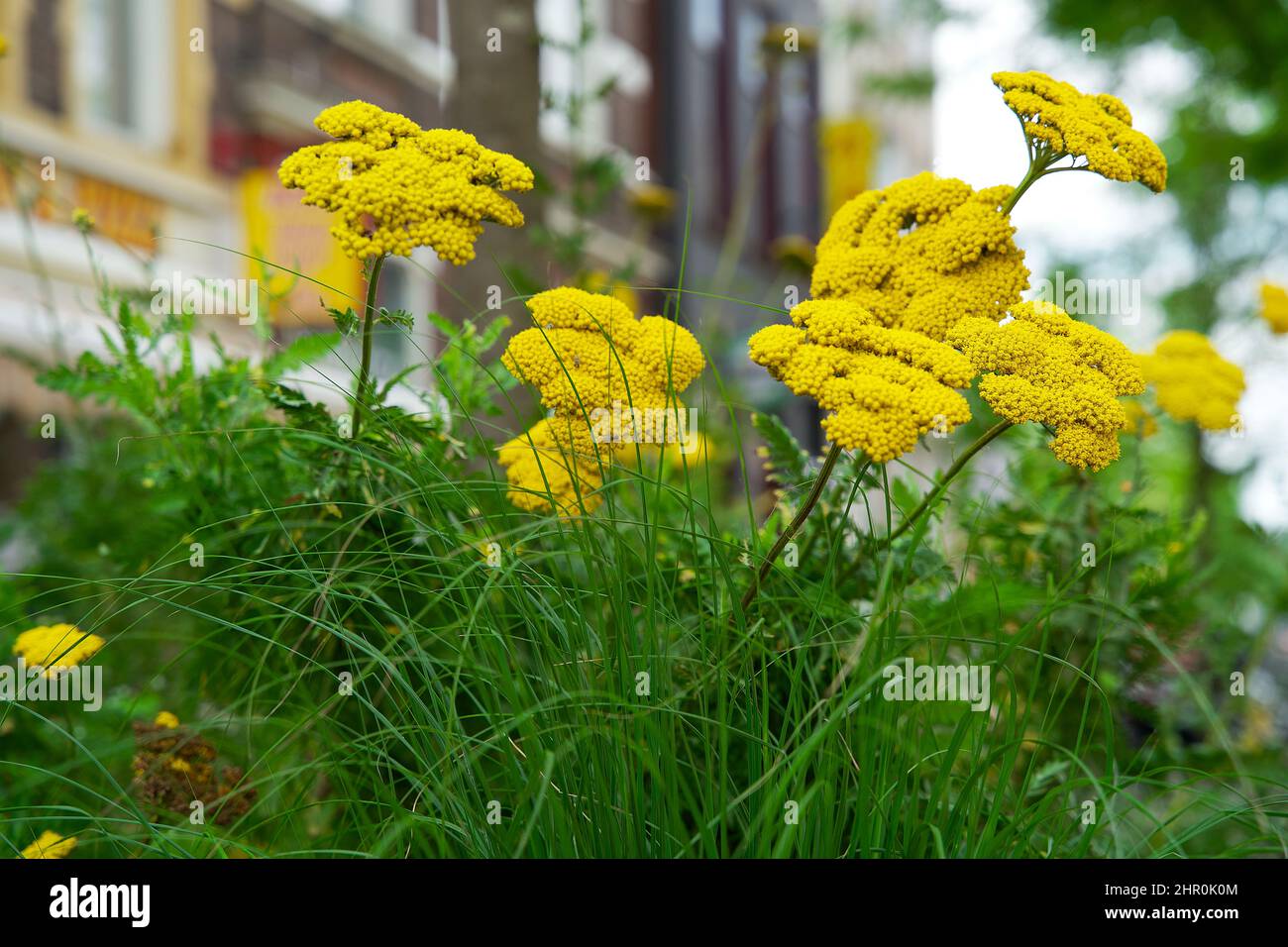 Piccolo giardino di tronco di albero intorno ai piedi di un albero nella caduta nei Paesi Bassi sul marciapiede Foto Stock