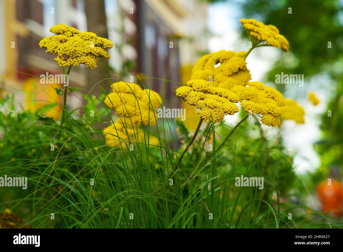 Piccolo giardino di tronco di albero intorno ai piedi di un albero nella caduta nei Paesi Bassi sul marciapiede Foto Stock