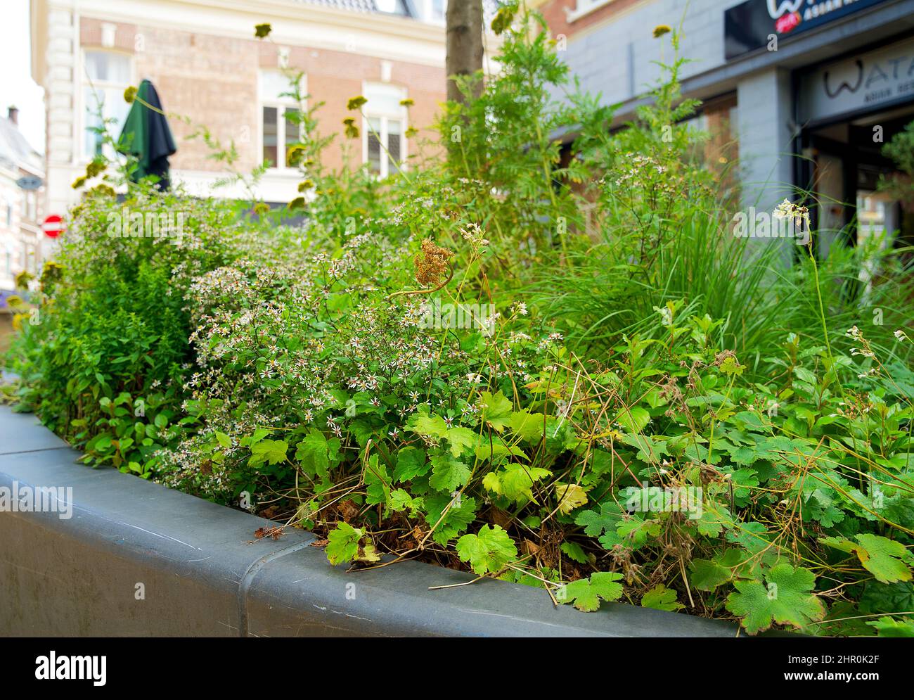 Piccolo giardino di tronco di albero intorno ai piedi di un albero nella caduta nei Paesi Bassi sul marciapiede Foto Stock