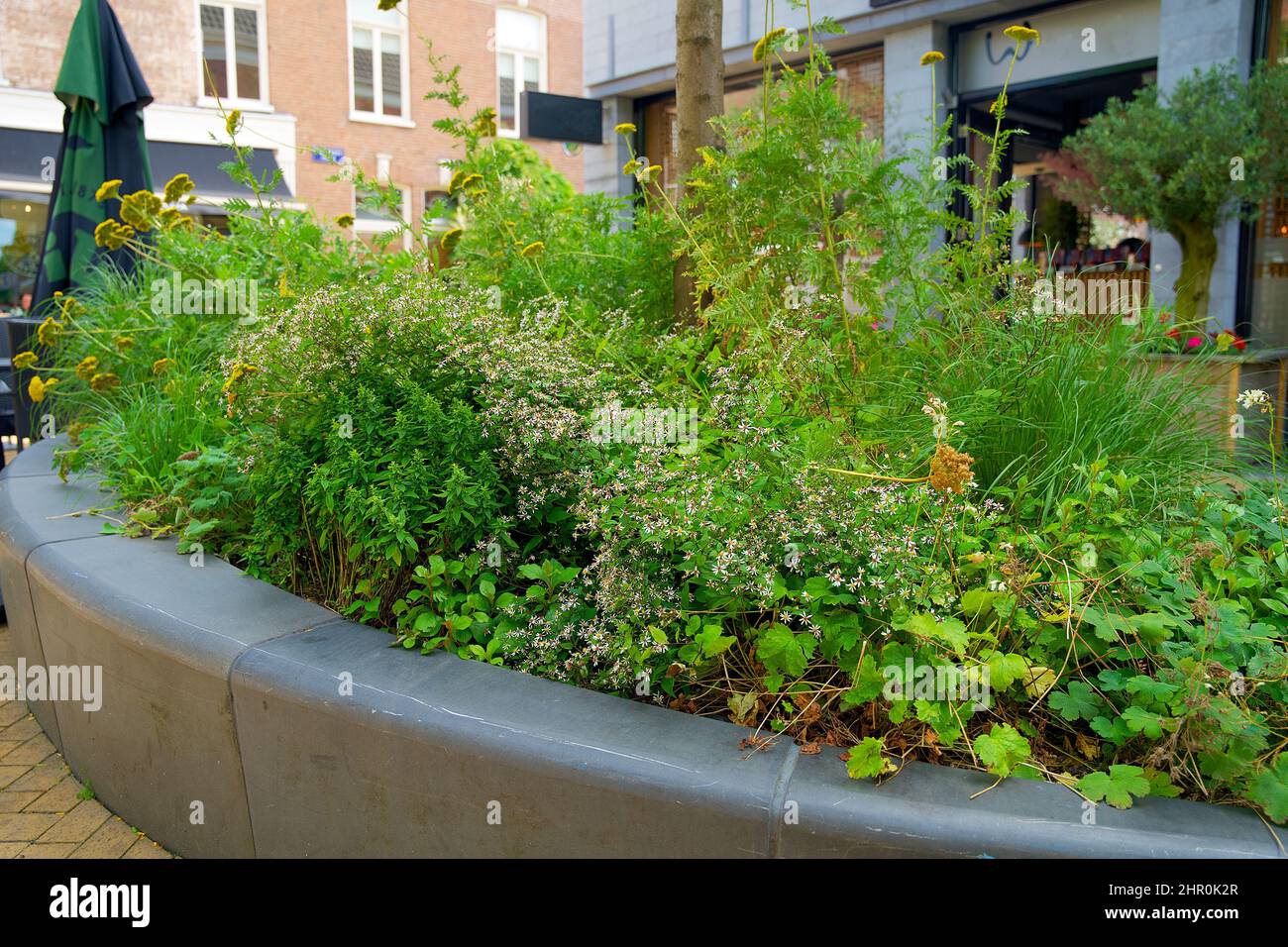 Piccolo giardino di tronco di albero intorno ai piedi di un albero nella caduta nei Paesi Bassi sul marciapiede Foto Stock