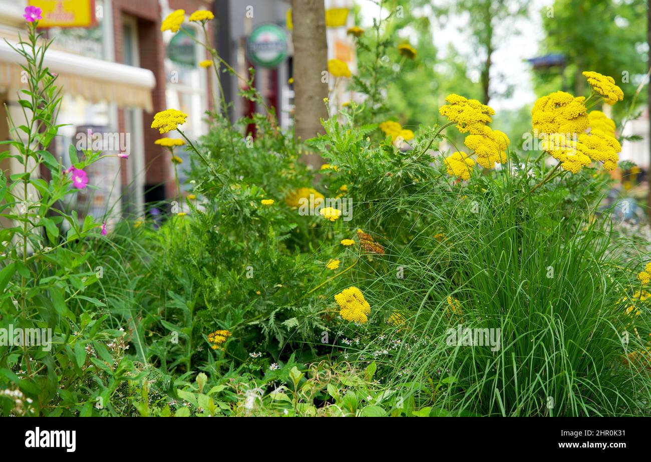Piccolo giardino di tronco di albero intorno ai piedi di un albero nella caduta nei Paesi Bassi sul marciapiede Foto Stock