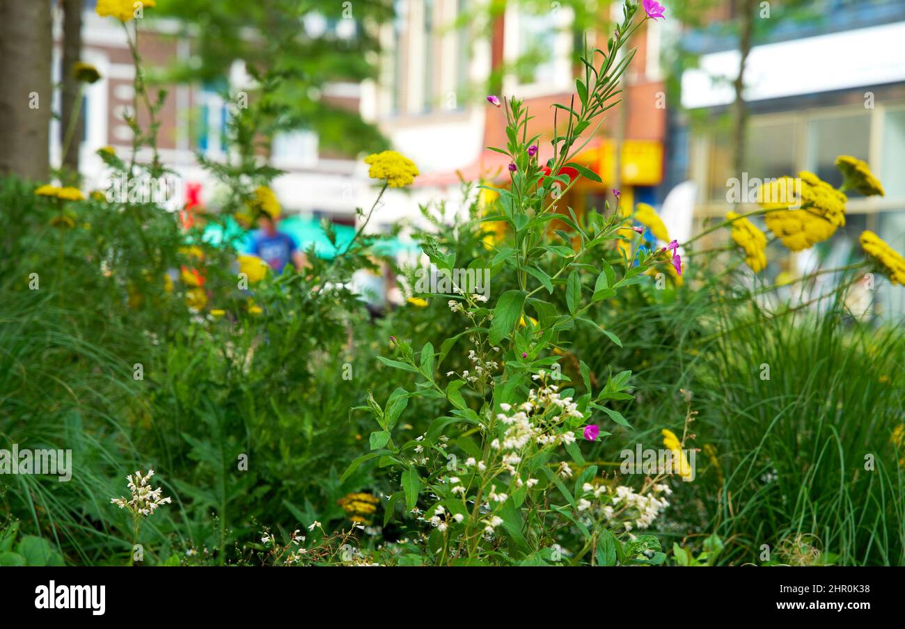 Piccolo giardino di tronco di albero intorno ai piedi di un albero nella caduta nei Paesi Bassi sul marciapiede Foto Stock