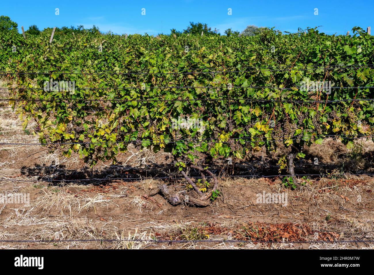 Fila con grandi piante con molte uve bianche biologiche mature e foglie verdi in vigna in una giornata di sole autunno Foto Stock