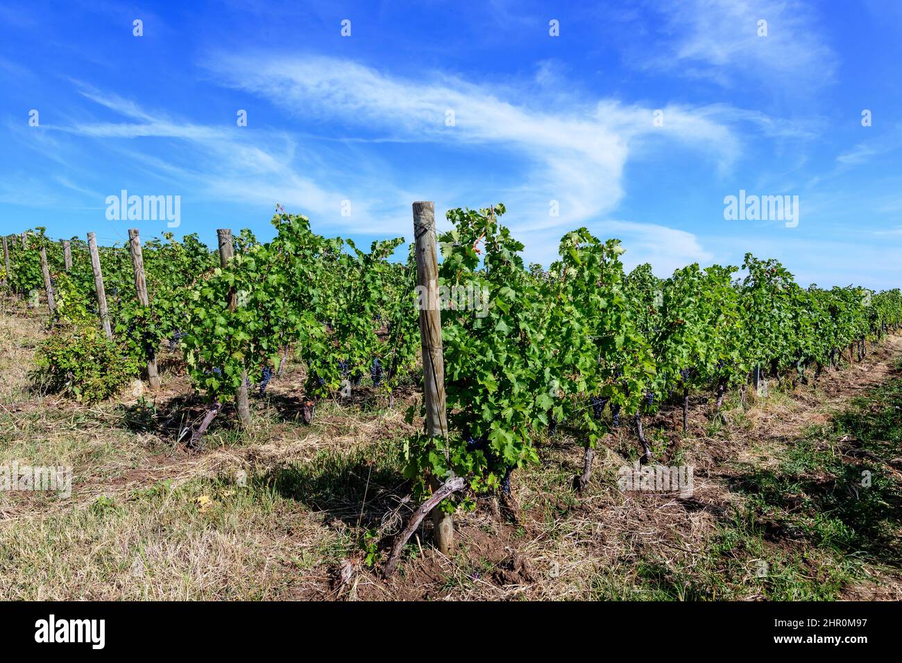 Fila con grandi piante con molte uve biologiche nere scure mature e foglie verdi in vigna in una giornata di sole autunno Foto Stock