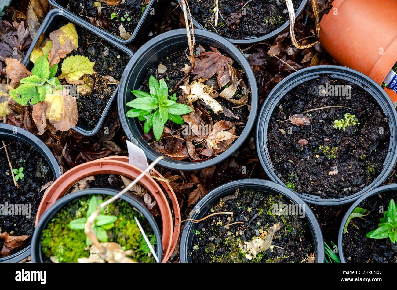 Erbacce che crescono in composto vecchio lasciato in pentole di pianta di plastica fuori sopra l'inverno. Foto Stock