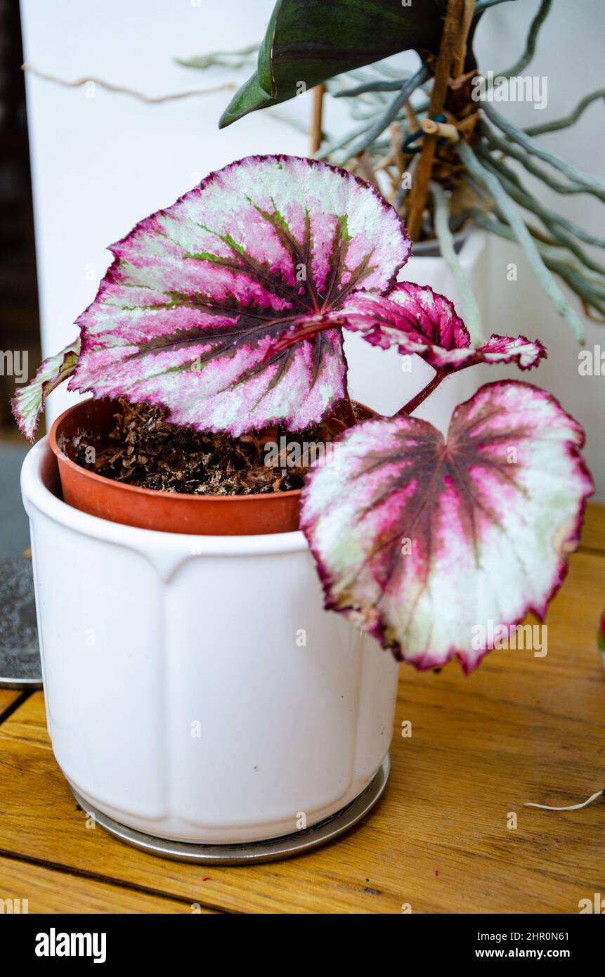 Primo piano di una pianta di casa, 'begonia rex' in una pentola bianca con foglie rosse variegate. Foto Stock