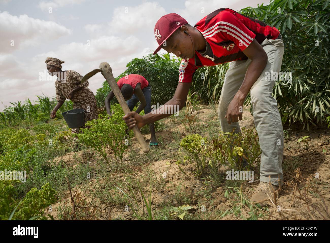 Un gruppo di agricoltori lavora insieme nel loro campo vegetale nella valle del fiume Senegal, nel Senegal settentrionale, nell'Africa occidentale. Foto Stock