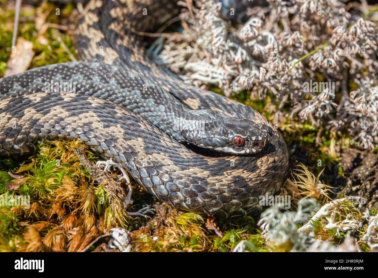 Adder Foto Stock