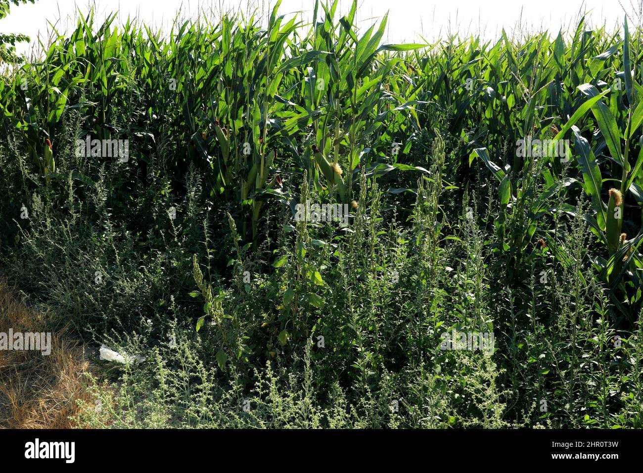 campo di mais verde con erbacce intorno Foto Stock