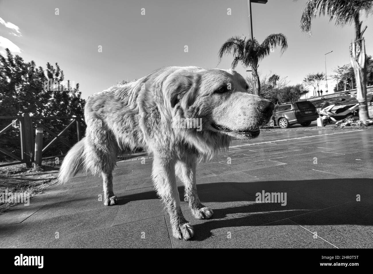 Un cane randagio a 3 zampe. Foto di cane in bianco e nero. Foto Stock