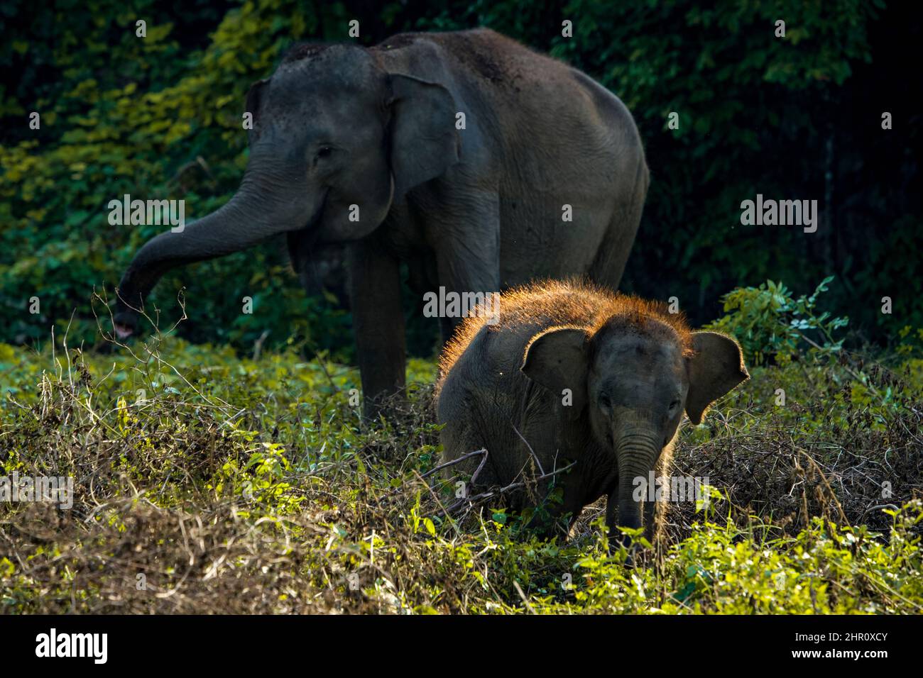 Elefante Sumatran (Elephas maximus sumatranus), femmina e vitello, Barumun, Tapanuli Sud, Sumatra Foto Stock