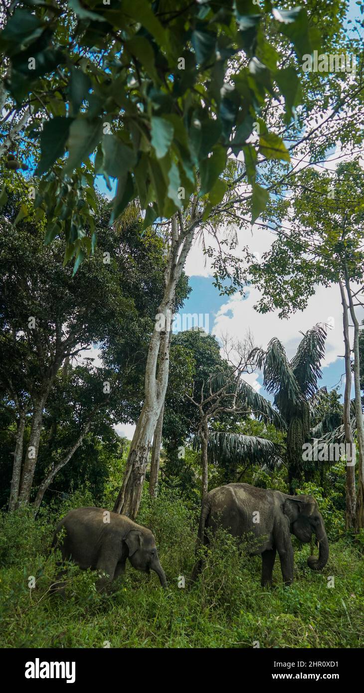 Elefante Sumatran (Elephas maximus sumatranus), femmina e vitello, Barumun, Tapanuli Sud, Sumatra Foto Stock