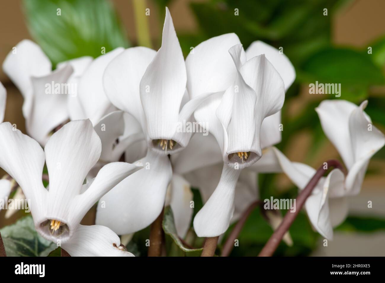 Macroscopa di fiori bianchi di ciclamino Foto Stock