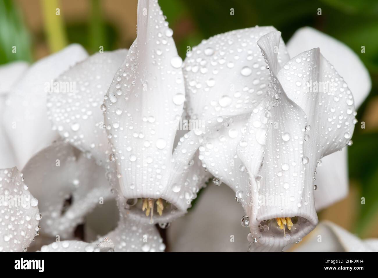 Macroscopa di fiori bianchi di ciclamino ricoperti di gocce d'acqua Foto Stock
