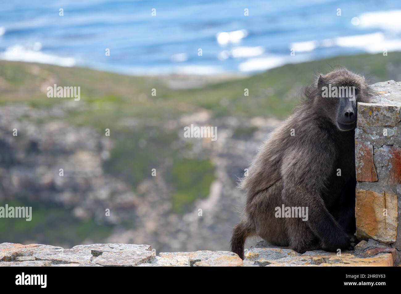 Baboon a Cape Point a Città del Capo Foto Stock