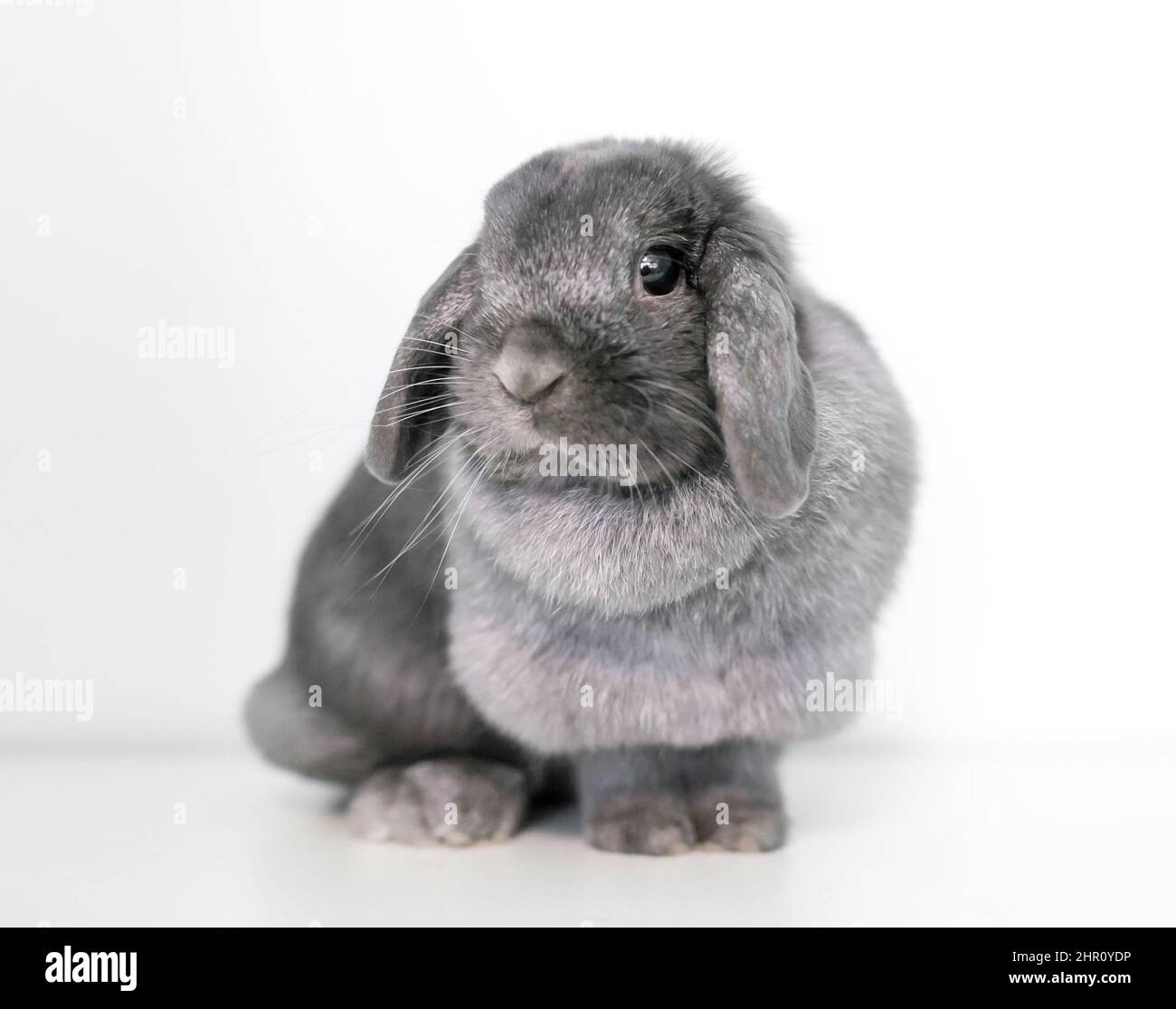 Un simpatico coniglio grigio Lop seduto su sfondo bianco Foto Stock