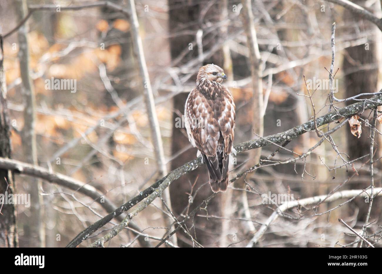 Legno-falco appollaiato in un albero al bordo dei boschi Foto Stock