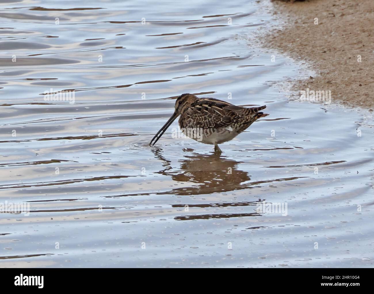 Comune Snipe (Gallinago gallinago) alimentazione adulta in acque poco profonde Oman Dicembre Foto Stock
