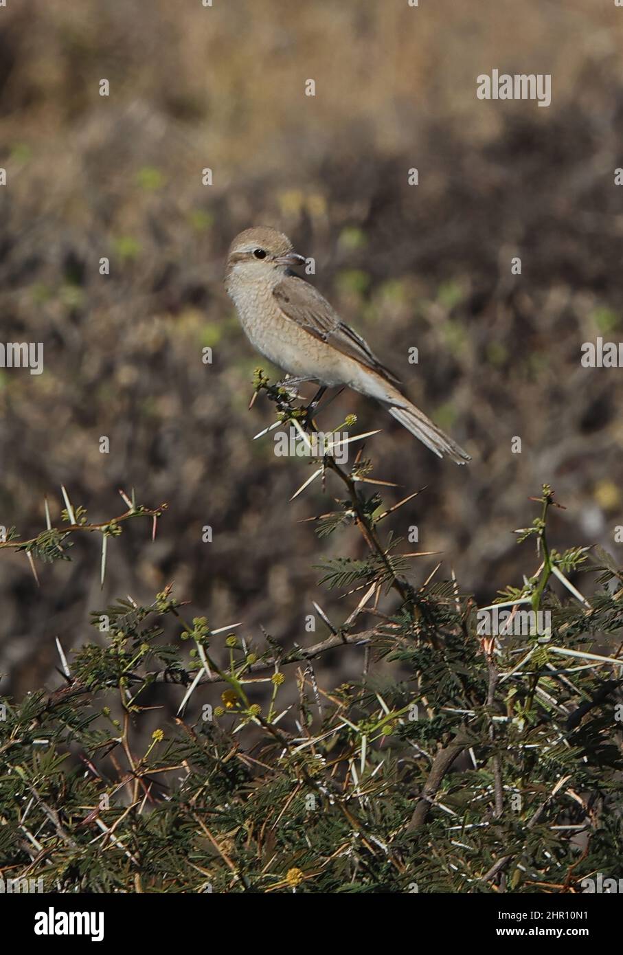 Daurian Shrike (Lanius isabellinus) immaturo arroccato sul cespuglio di spine Oman Dicembre Foto Stock