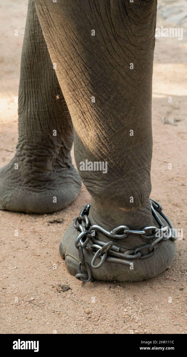 Elephant Sumatran (Elephas maximus sumatranus) con concatenata gamba, modo kambas Parco Nazionale, Sumatra Foto Stock
