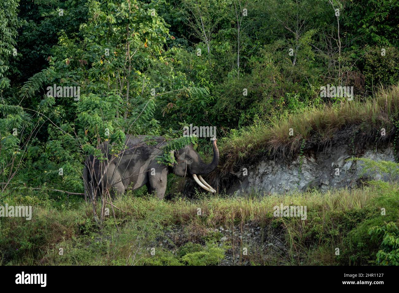 Sumatran Elephant (Elephas maximus sumatranus) maschio selvaggio nella foresta, Barumun Nagari Wildlife Sanctuary, North Sumatra Foto Stock