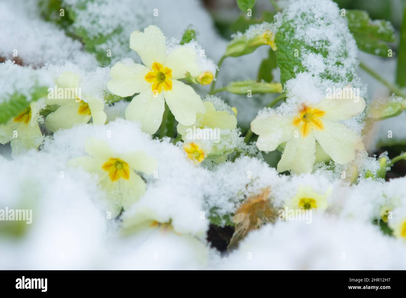 Primorosi nativi primula vulgaris coperto di neve nel mese di febbraio - Regno Unito Foto Stock