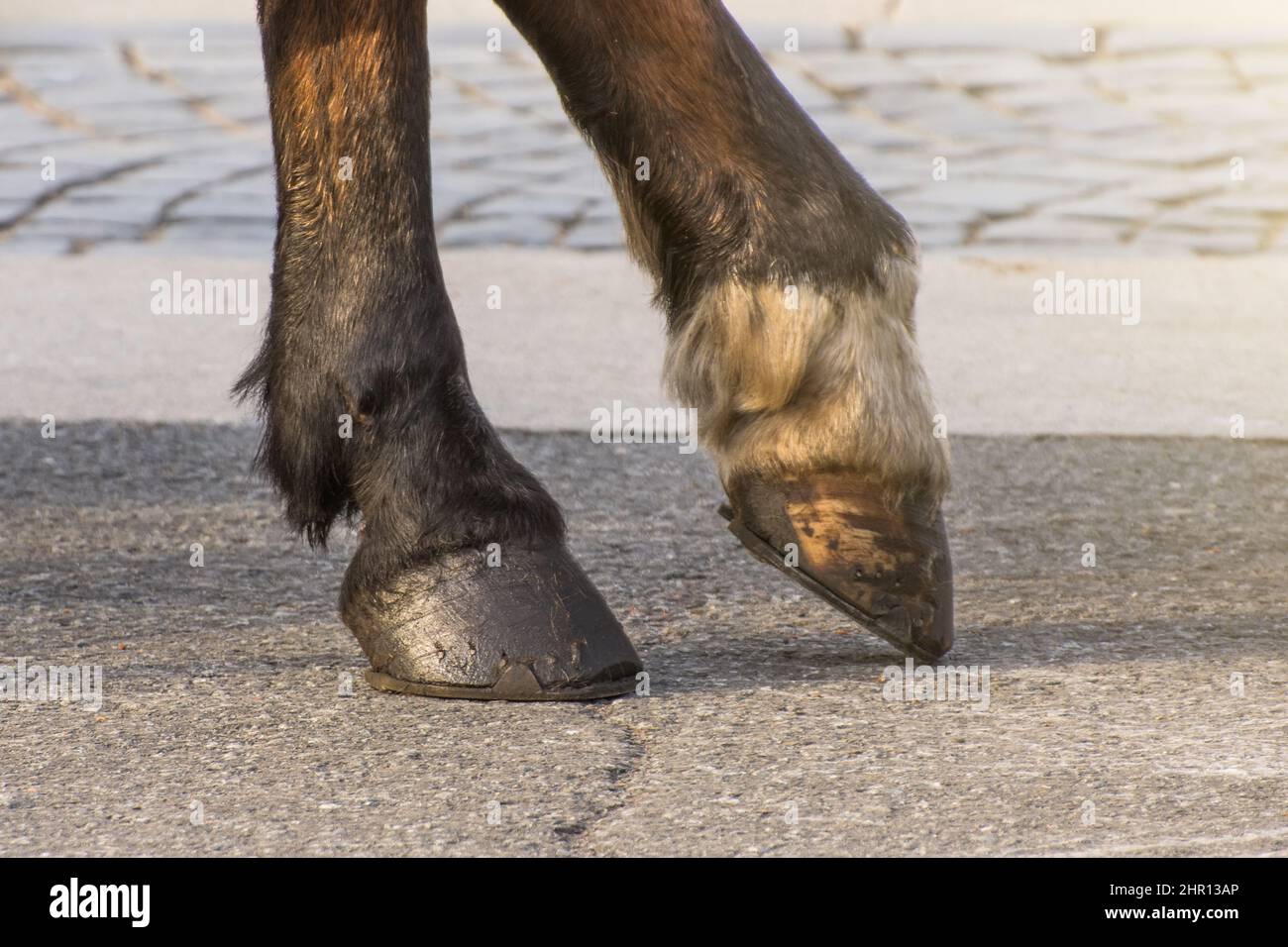 Due gambe di uno zoccolo di cavallo, una gamba sollevata sopra la superficie Foto Stock