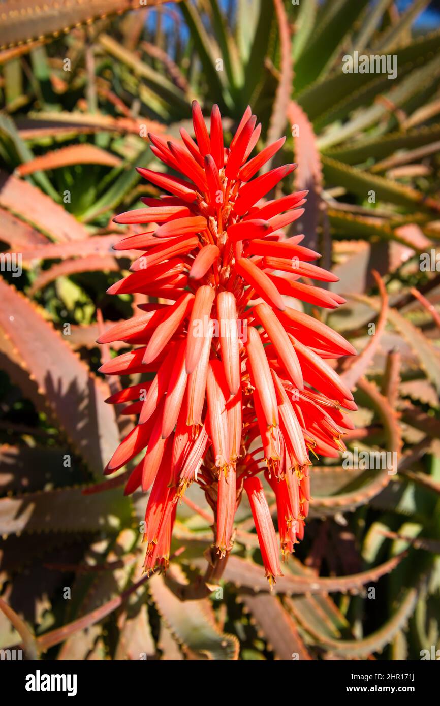 Torcia aloe, aloe arborescens in fiore, primo piano. Foto Stock
