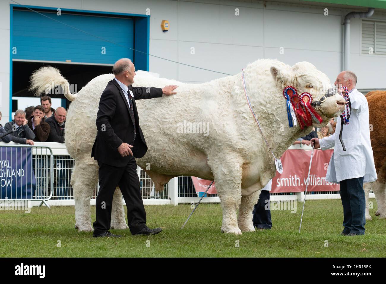 Il bull Charolais 'Harestone Jaquard' di Harestone Livestock - vincitore della riserva assoluta nel bestiame - Royal Highland Show, Ingliston, Scozia, Regno Unito Foto Stock
