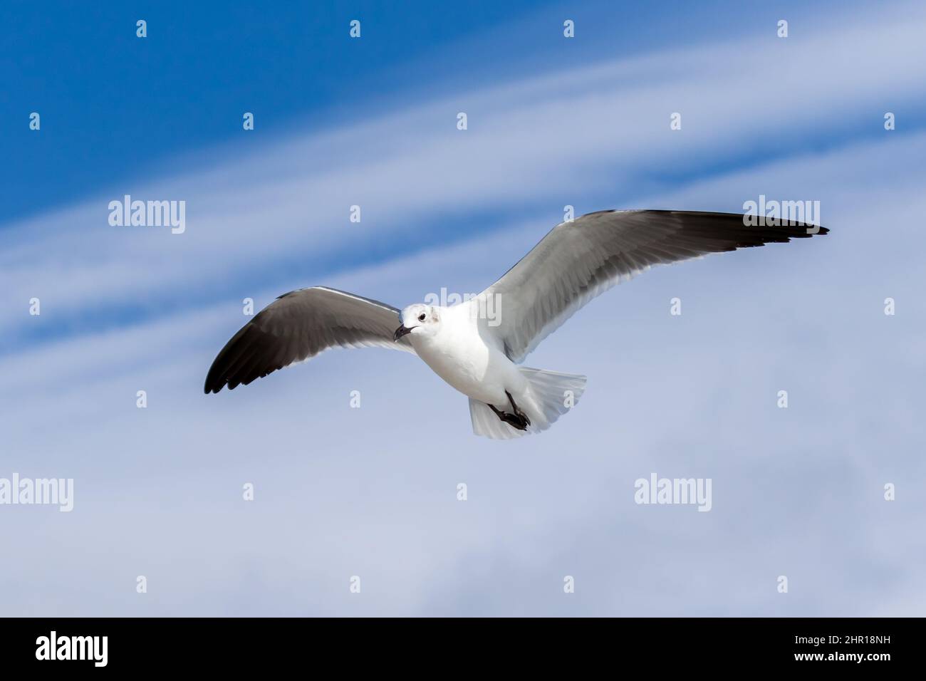 Donna Laughing Gull volare con cielo blu sullo sfondo a Venezia, Florida Foto Stock