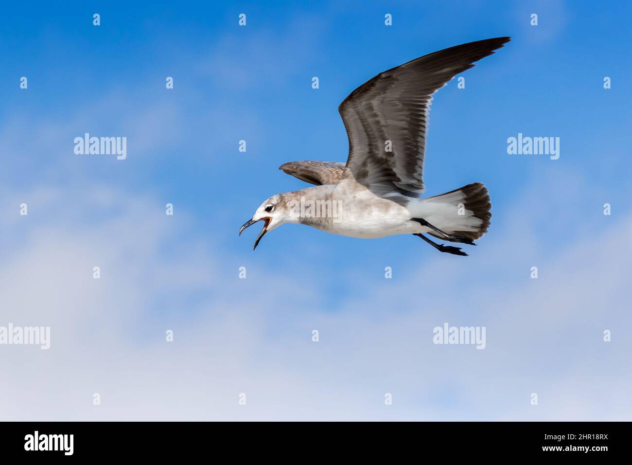 Donna Laughing Gull volare con cielo blu sullo sfondo a Venezia, Florida Foto Stock