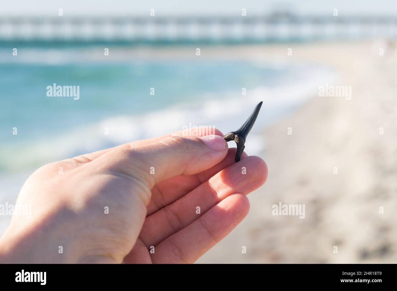 Tenere a mano il dente dello squalo con il molo di Venezia sullo sfondo a Venice Beach a Venezia, Florida Foto Stock