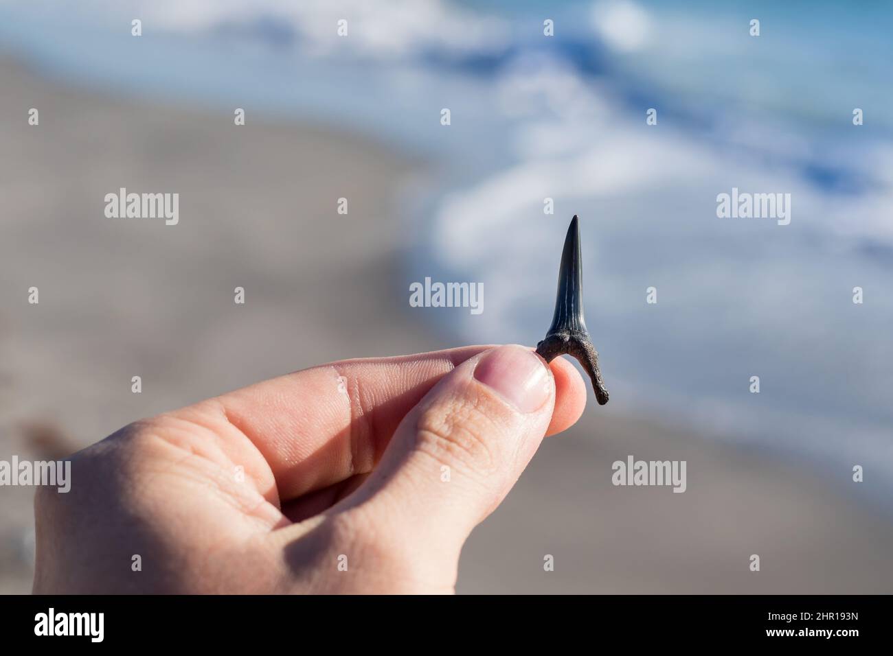 Tenere a mano il dente di squalo con l'oceano sullo sfondo a Venice Beach a Venezia, Florida Foto Stock
