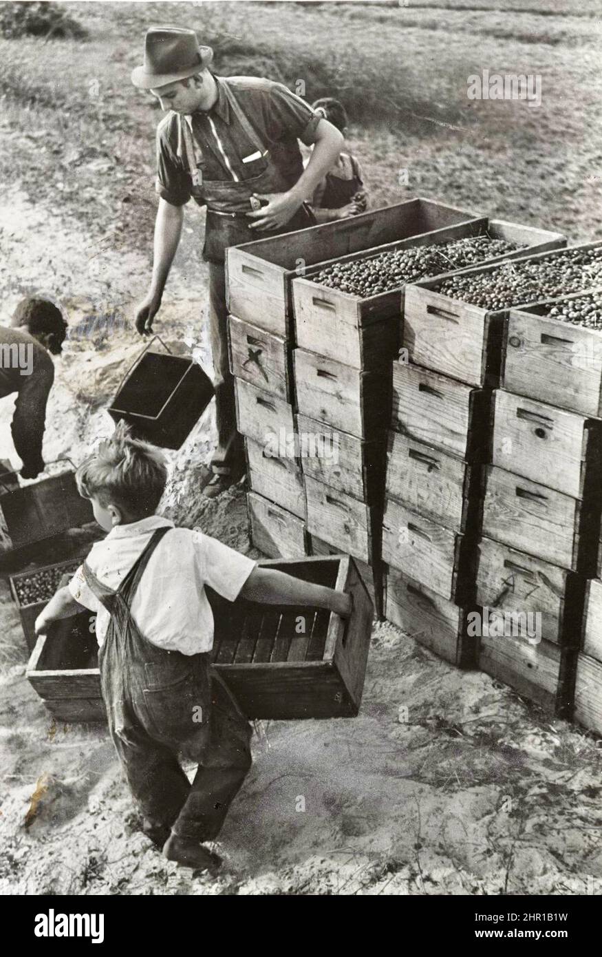 Arthur Rothstein - lavoro Cild, Cranberry Bog - 1939 Foto Stock