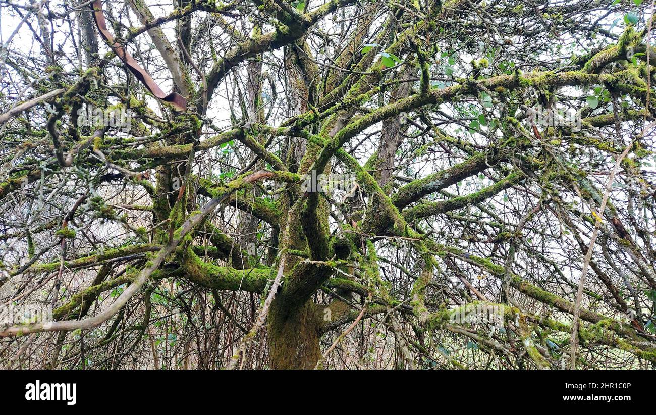 Complessità dell'albero bella natura foto Foto Stock