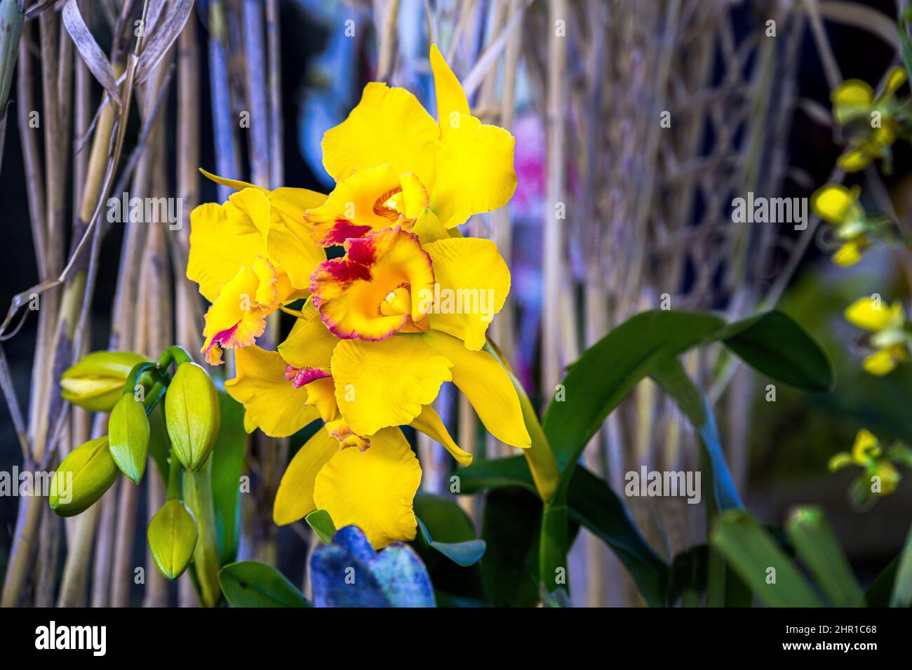 Fiori gialli e rossi dell'orchidea Brassolaeliocattleya Village Capo emicrania Foto Stock