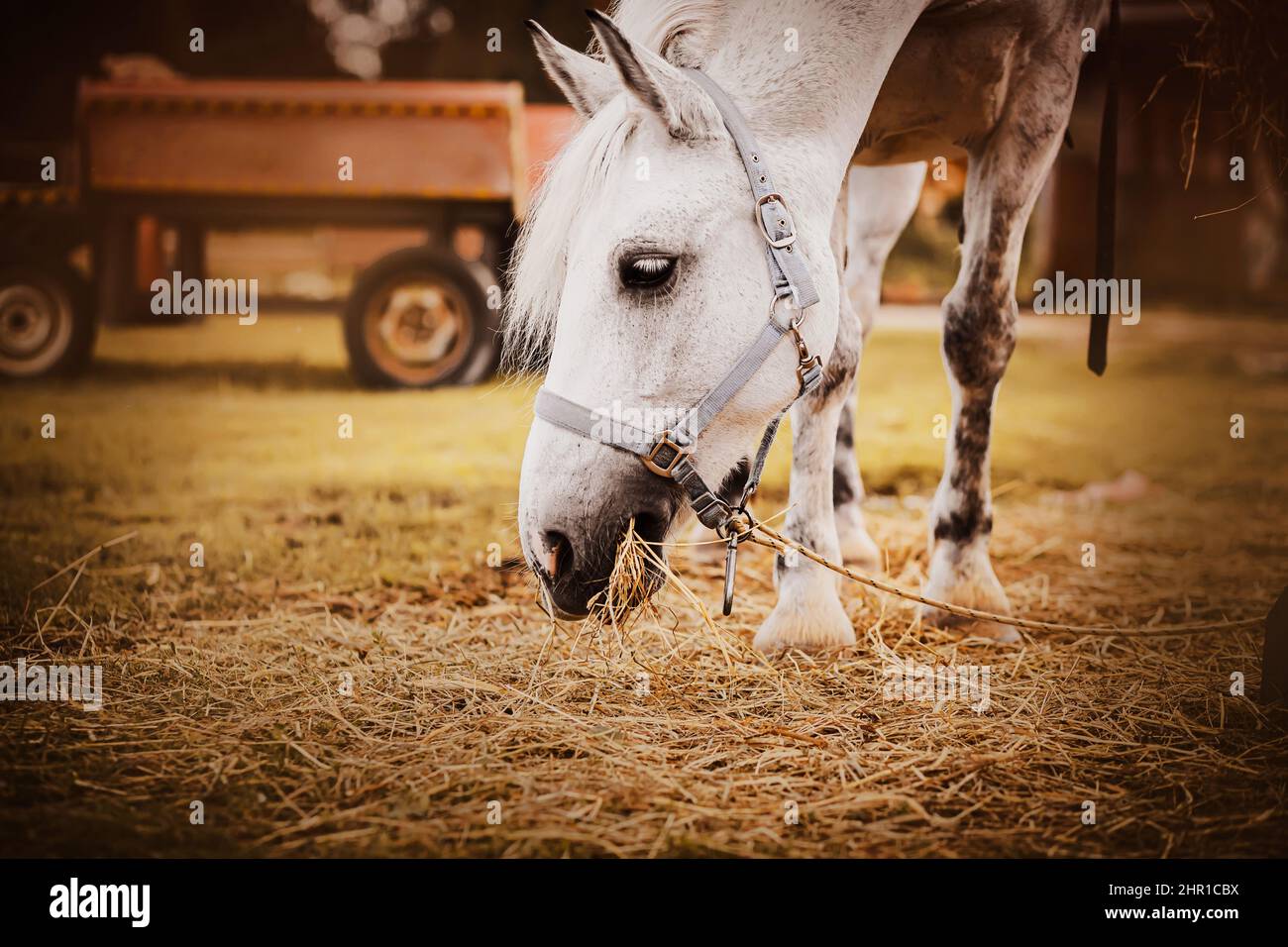 Un bel cavallo grigio si sgrana in un prato in una fattoria in una giornata estiva e mangia fieno secco, e c'è un carro dietro. Agricoltura e alimentazione di bestiame. Foto Stock