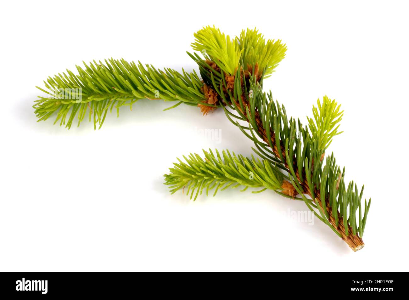 Abete (Picea abies), il ramo, tagliate Foto Stock